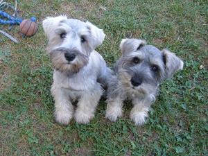 AKCMiniatureSchnauzer